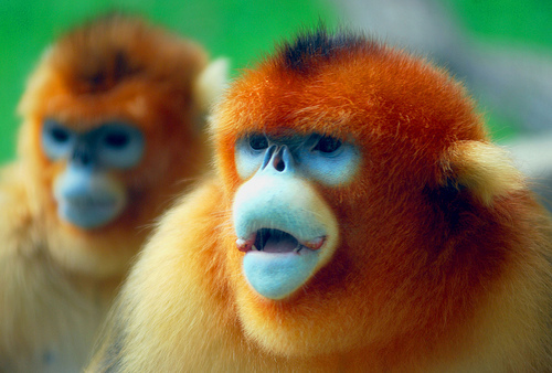 Monkey Knife Fight Launches Affiliate Program Through Income Access