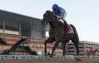 What Will the Payout Be If Cloud Computing Wins the Preakness Stakes?