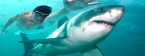 Michael Phelps vs. Great White Epic Fail: Gamblers Backed a ‘Farce’