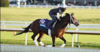 Rombauer Payout Odds to Win the Belmont Stakes